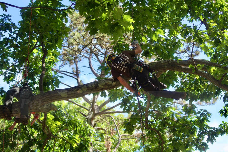 Video And Slideshow 31st New England Tree Climbing Championship In Framingham Framingham Source