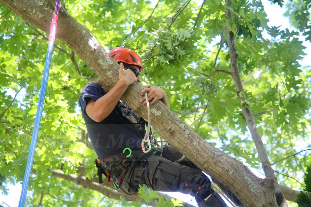 Video And Slideshow 31st New England Tree Climbing Championship In Framingham Framingham Source