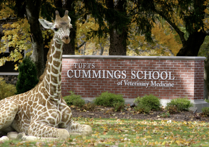 0’Gorman Graduates From Cummings School of Veterinary Medicine at Tufts University