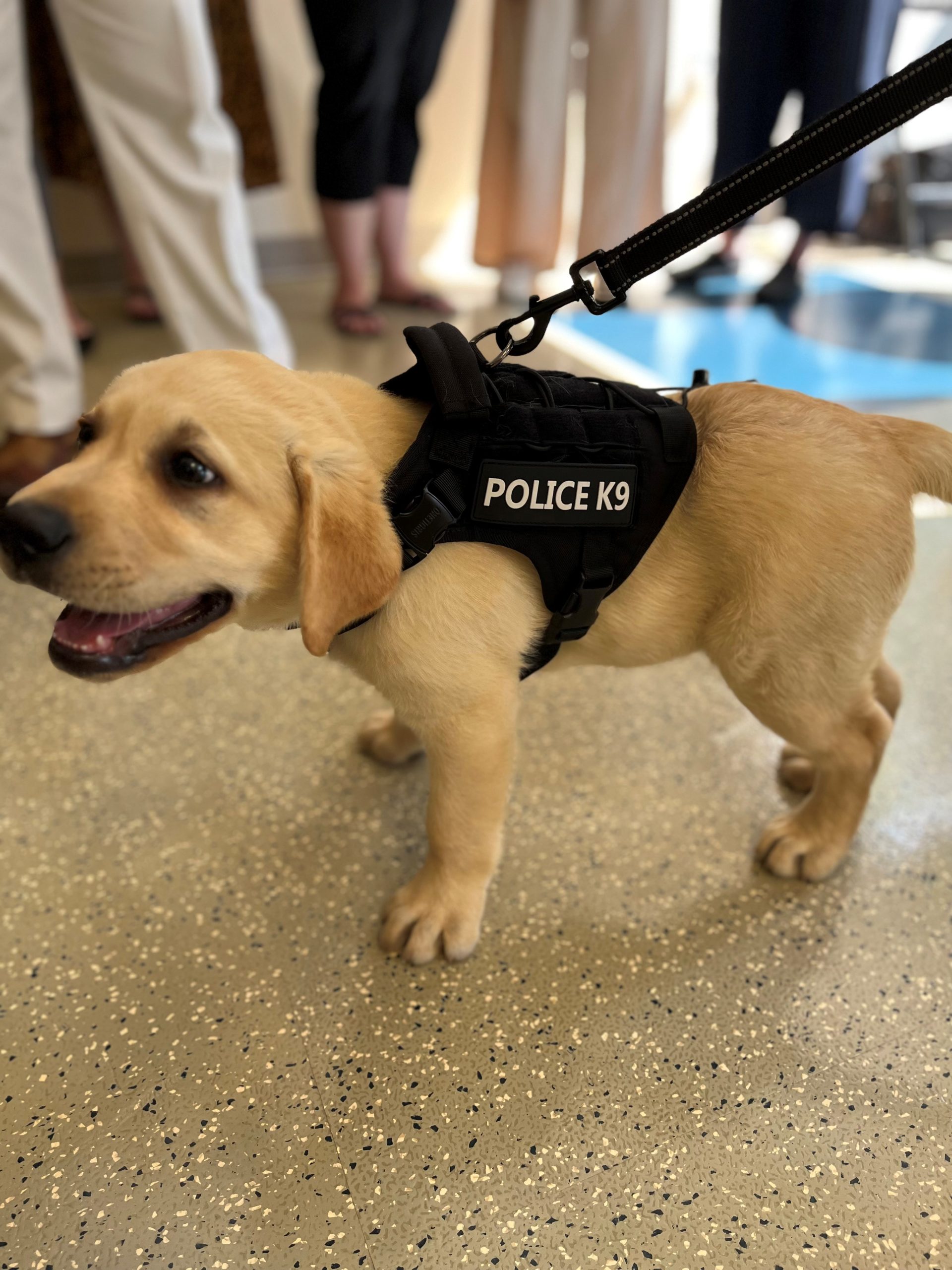 Framingham State Swears in K9 Comfort Dog 